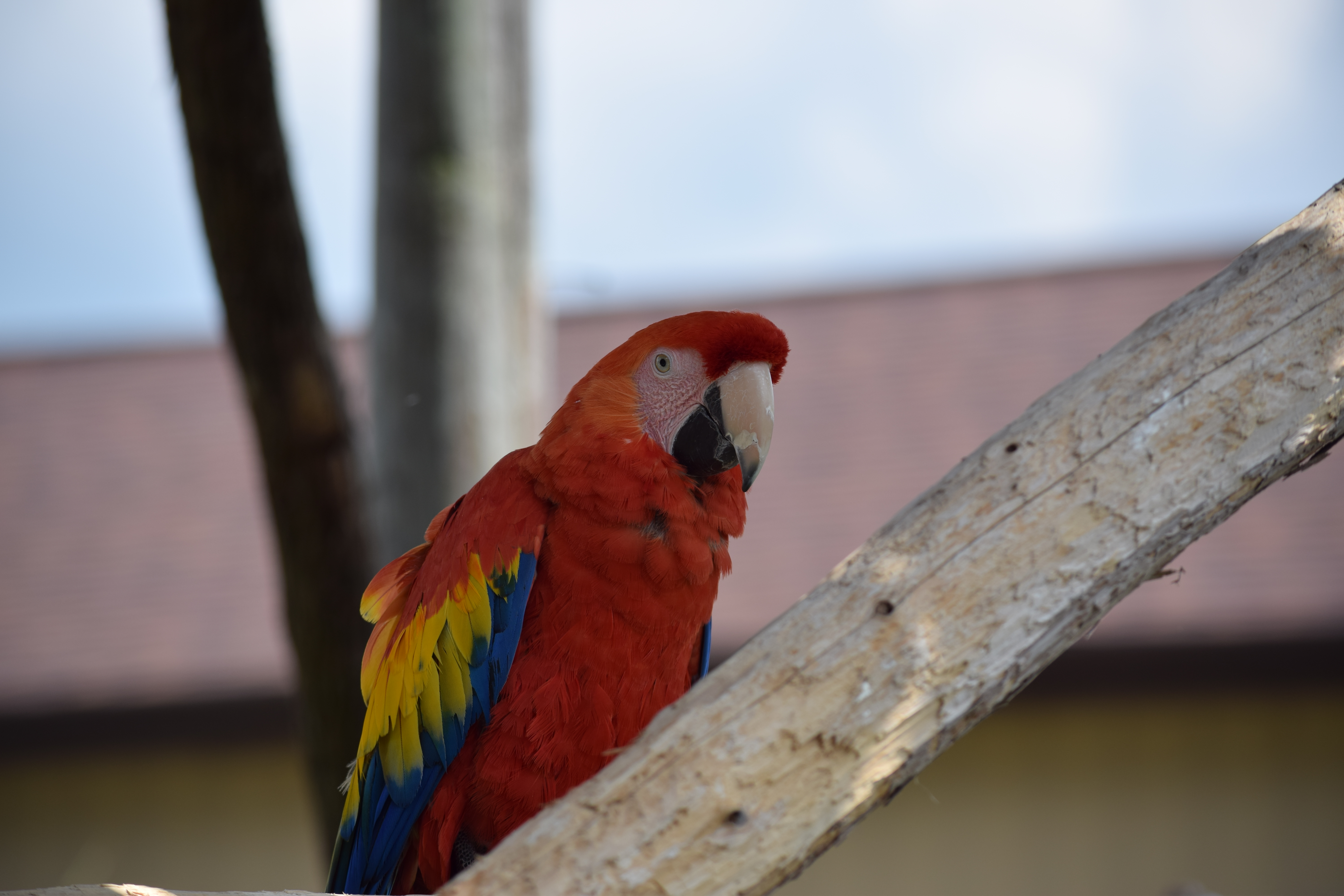 Royal Scarlet Macaw Florida Dancing Birds®