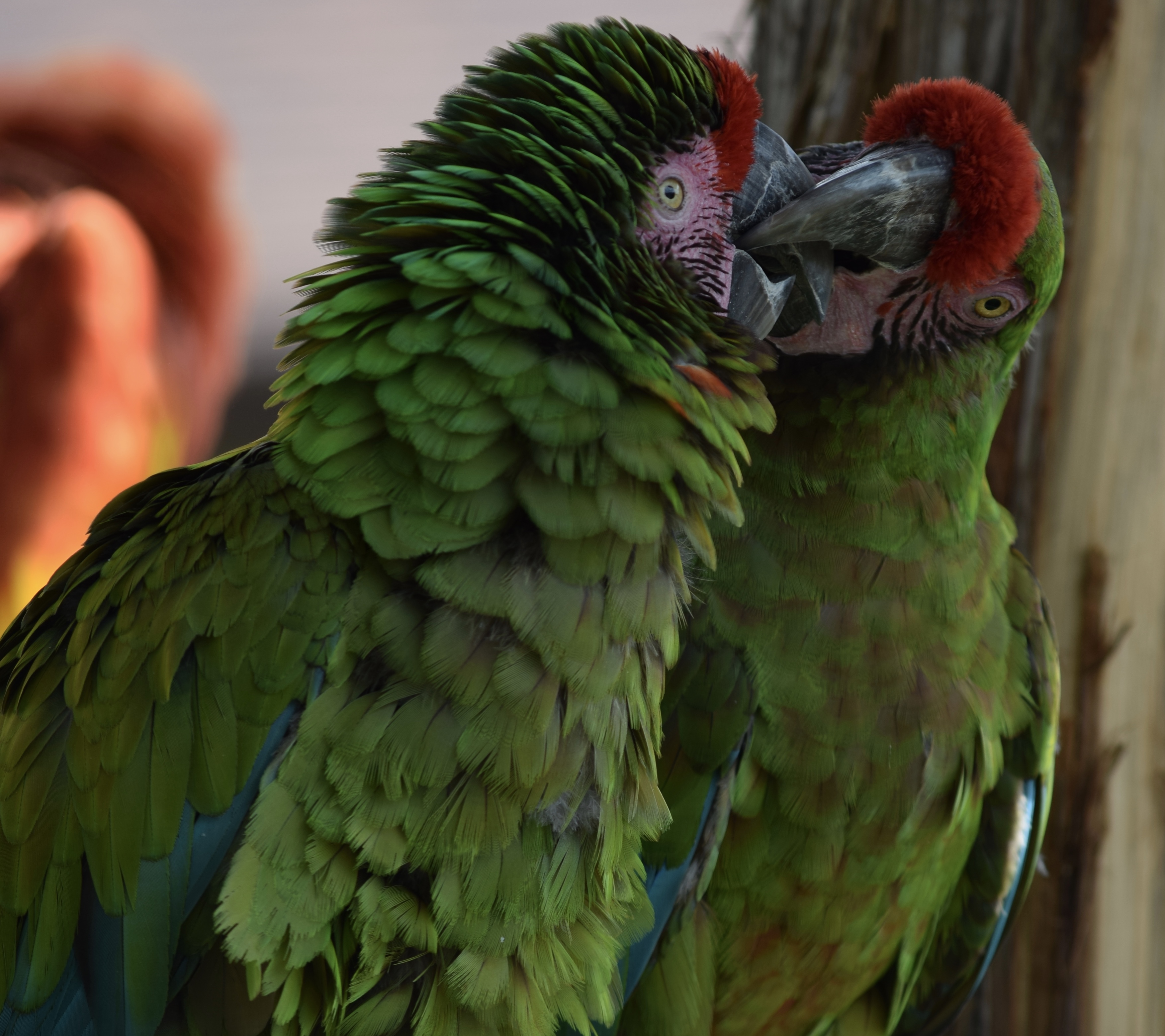 Green Macaw Florida Dancing Birds®