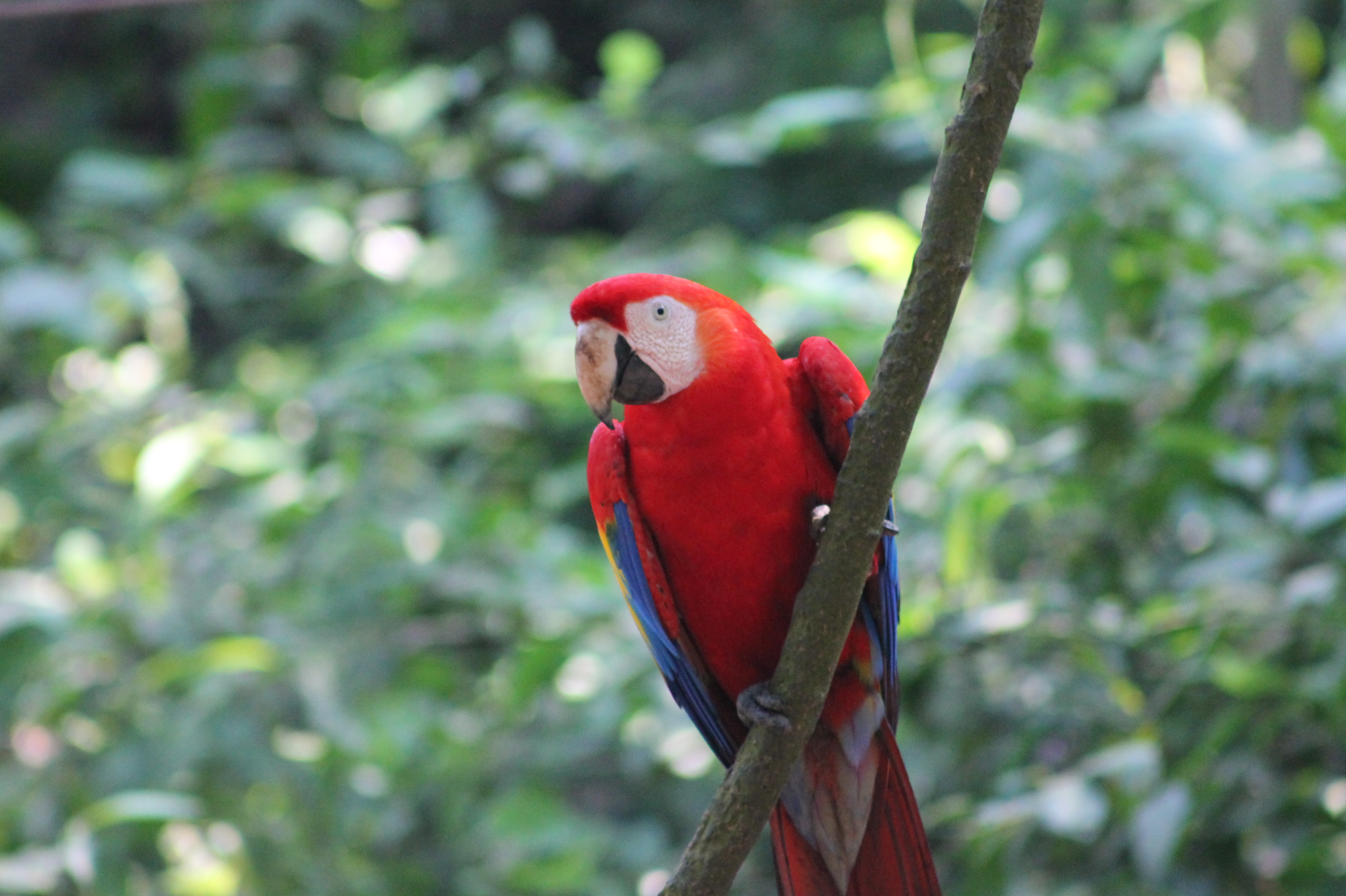 Royal Scarlet Macaw Florida Dancing Birds®